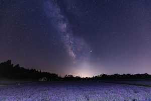 ラベンダー畑の画像